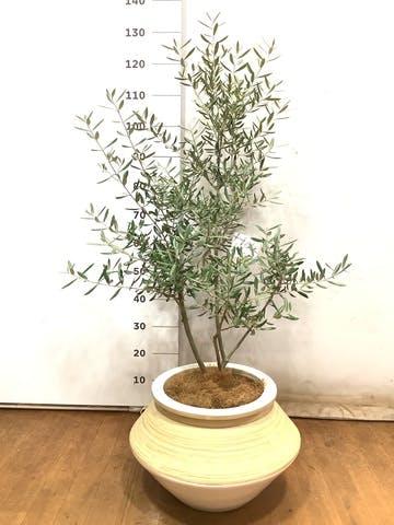 観葉植物 オリーブの木 8号 デルモロッコ アルマジャー 白 付き