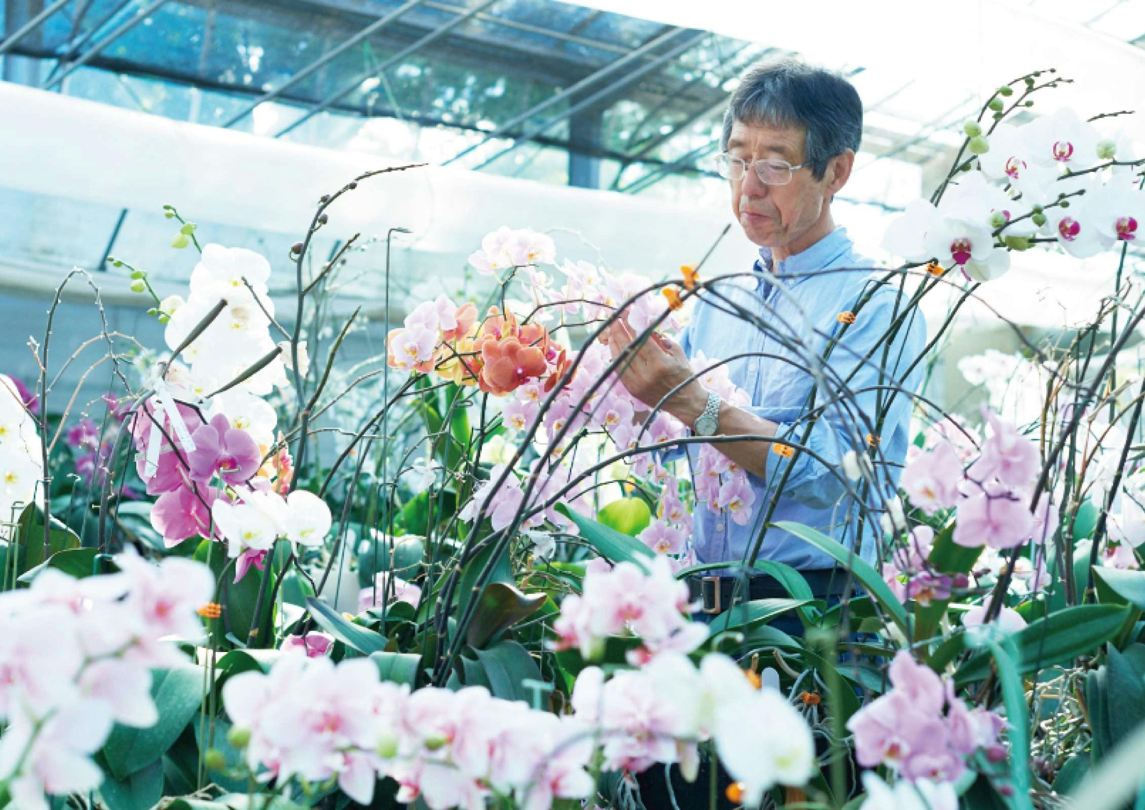 森田洋蘭園の紹介 | 胡蝶蘭ならひとはな