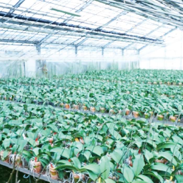 一年を通して安定して高品質の 
胡蝶蘭を供給できる栽培技術
