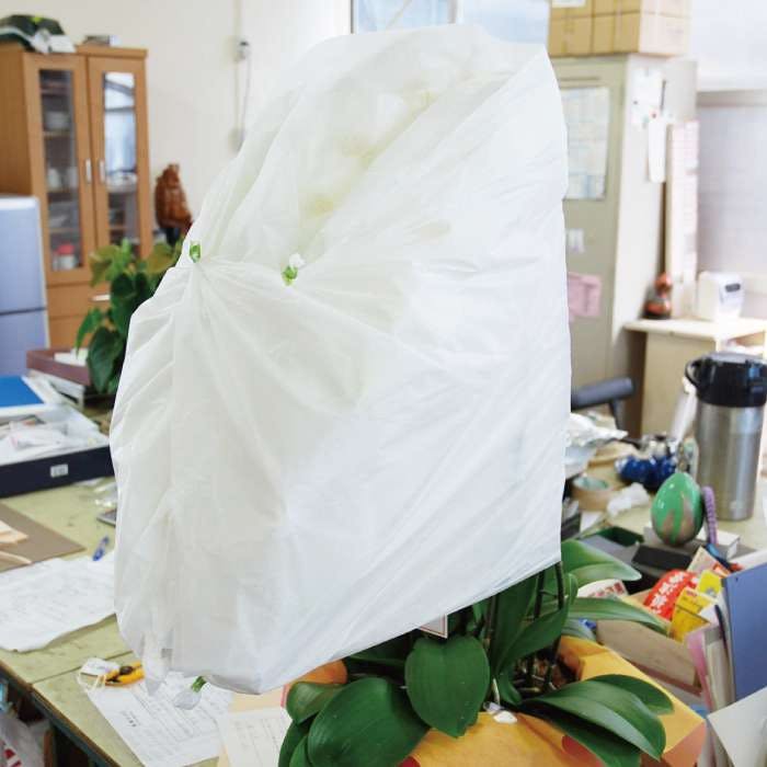 胡蝶蘭の独特な形状に合わせて 改良を重ねた梱包方法
