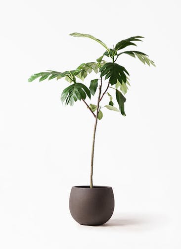 観葉植物 パンノキ 8号 テラニアス ローバルーン アンティークブラウン 付き