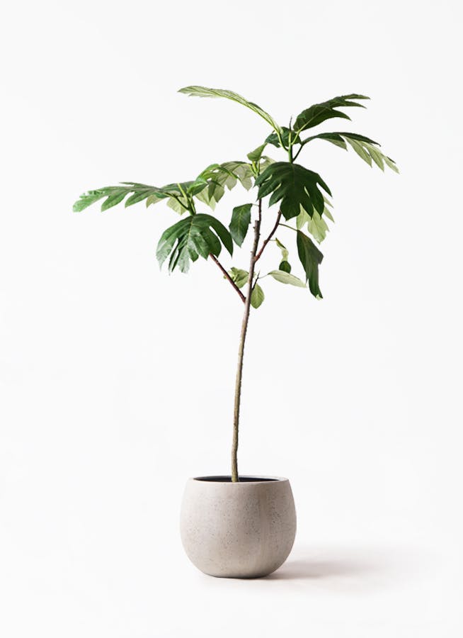 観葉植物 パンノキ 8号 テラニアス ローバルーン アンティークホワイト 付き