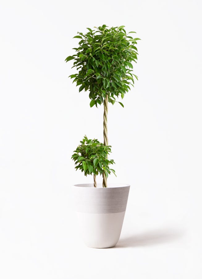 観葉植物 フィカス ベンジャミン 10号 玉造り ジュピター 白 付き
