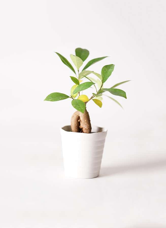 観葉植物 ガジュマル 3号 プラスチック鉢 観葉植物ならhitohana ひとはな