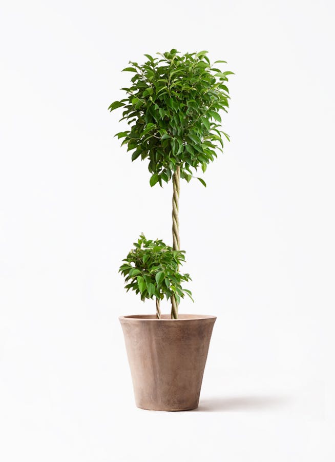 【フィカスベンジャミン】観葉植物 観葉植物 フィカス ベンジャミン 10号 玉造り ルーガ アンティコ