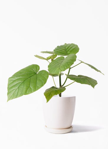 フィカス ウンベラータ 観葉植物通販hitohana ひとはな