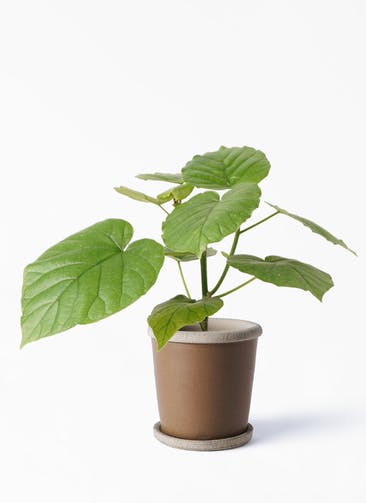 フィカス ウンベラータ 観葉植物通販hitohana ひとはな フィカス ウンベラータ 観葉植物通販hitohana ひとはな