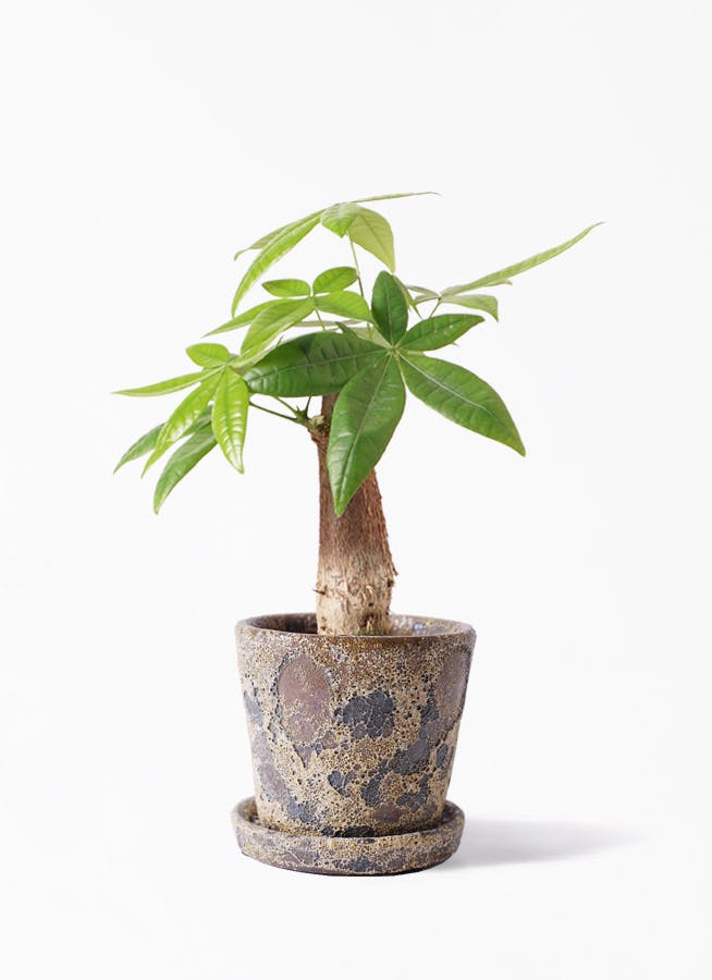 観葉植物 パキラ 4号 朴 ハレー カーキー 付き 観葉植物ならhitohana ひとはな 観葉植物 パキラ 4号 朴 ハレー カーキー 付き 観葉植物ならhitohana ひとはな