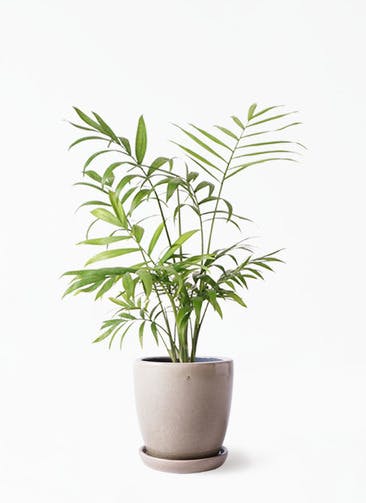 テーブルヤシ 観葉植物通販hitohana ひとはな テーブルヤシ 観葉植物通販hitohana ひとはな
