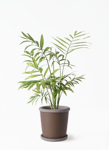 観葉植物 テーブルヤシ 4号 キャメルポット ブラウン 付き