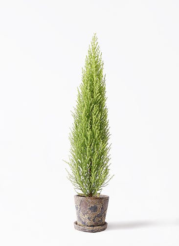 ゴールドクレスト 観葉植物通販hitohana ひとはな ゴールドクレスト 観葉植物通販hitohana ひとはな