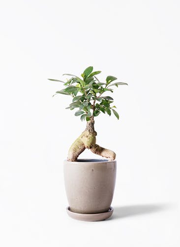 ガジュマル 股仕立て 観葉植物通販hitohana ひとはな ガジュマル 股仕立て 観葉植物通販hitohana ひとはな