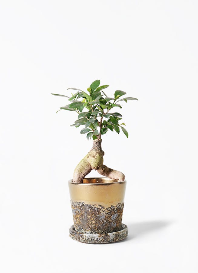 観葉植物 ガジュマル 4号 股仕立て ハレー ブロンズ 付き 観葉植物ならhitohana ひとはな 観葉植物 ガジュマル 4号 股仕立て ハレー ブロンズ 付き 観葉植物ならhitohana ひとはな