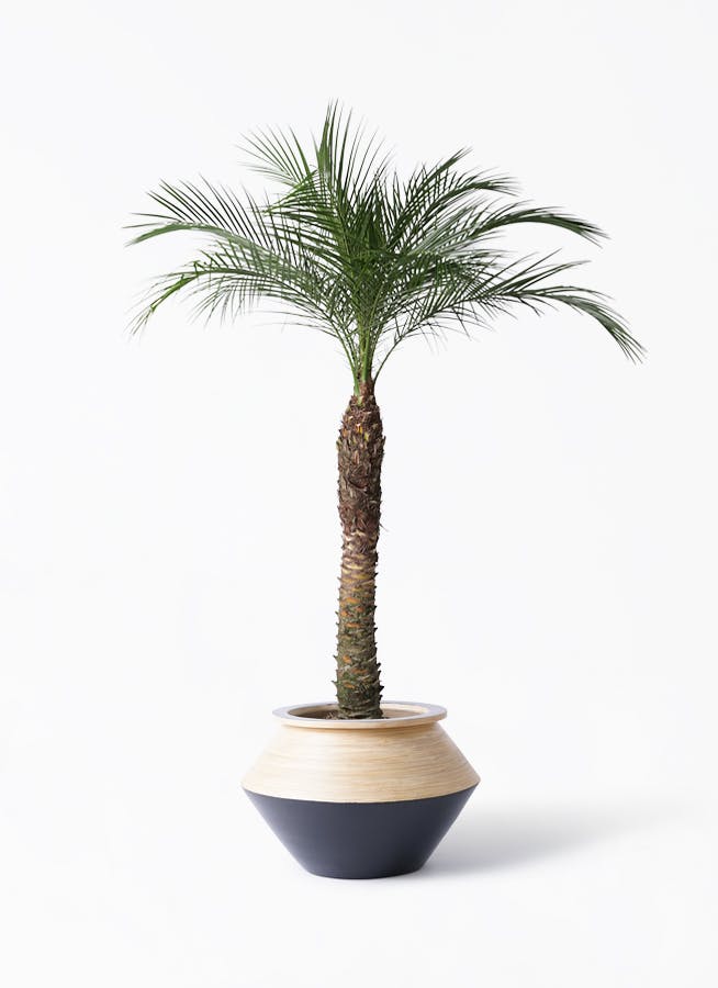 観葉植物 ☆卸価格☆フェニックス ロベレニー 8号135cm ヤシの木 観葉植物 ☆卸価格☆フェニックス ロベレニー 8号135cm ヤシの木