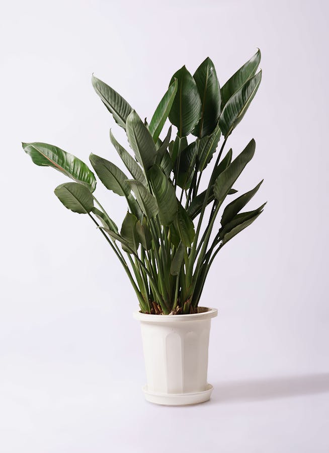 観葉植物 ストレリチア レギネ 10号 プラスチック鉢