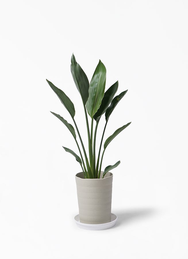 観葉植物 ストレリチア ストレチア レギネ 6号 プラスチック鉢 観葉植物ならhitohana ひとはな