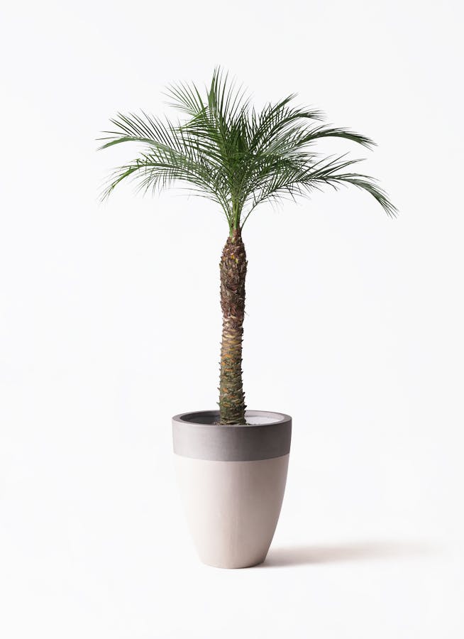 フェニックス ロベレニー A 超大型‼️ 250センチ 観葉植物 