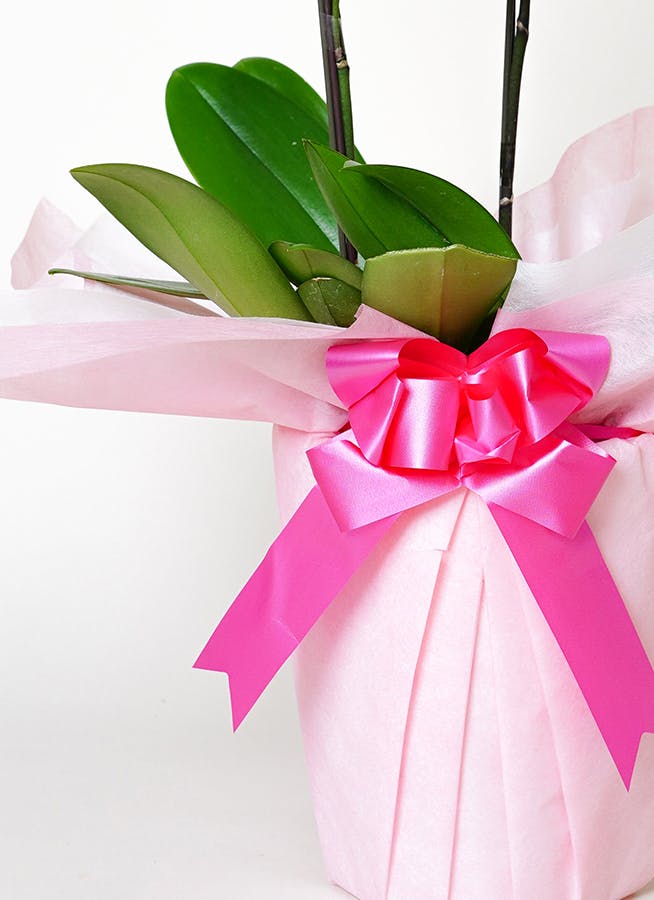 胡蝶蘭　ミディ ３本立胡蝶蘭ギフト（リップ色）　高さ約40〜50cm ミディ胡蝶蘭 3本立(白⁄ピンク⁄赤リップ⁄黄色⁄おまかせ) - あすに