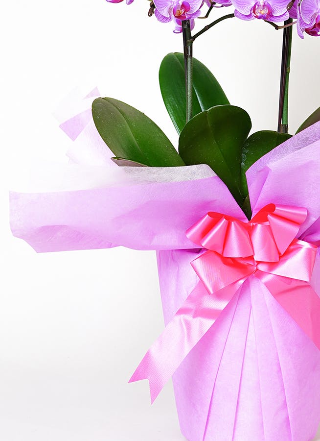 ミディ胡蝶蘭 ピンク 3本立ち 6号 | 胡蝶蘭ならHitoHana(ひとはな)