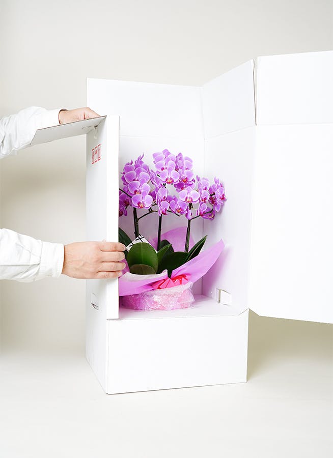 ミディ胡蝶蘭 ピンク 3本立ち 6号 | 胡蝶蘭ならHitoHana(ひとはな)