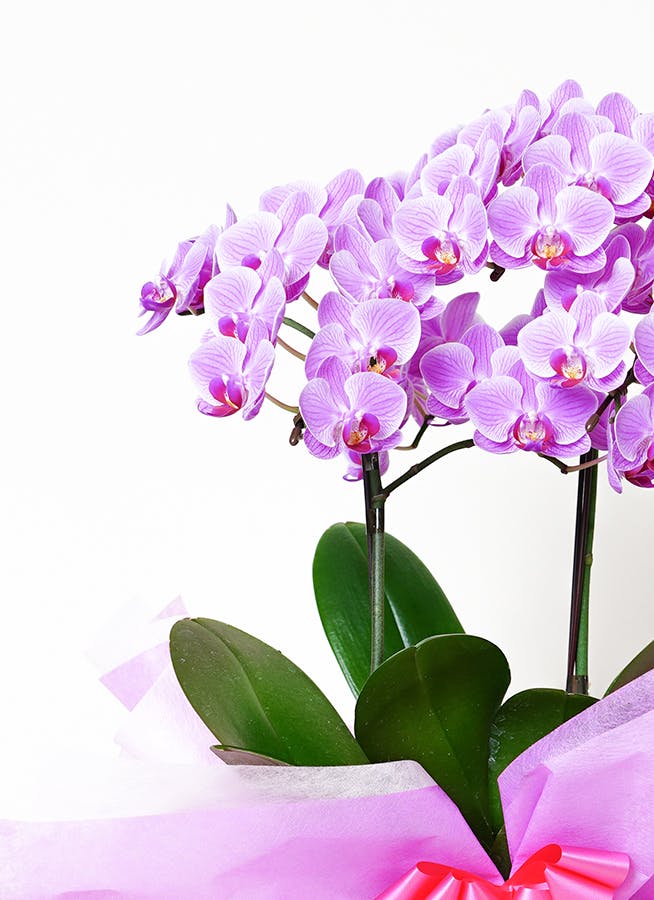 タニータニー　ファレノプシス　胡蝶蘭　ミディ胡蝶蘭　3種　こちょうらん タニータニー様専用 ファレノプシス 胡蝶蘭 ミディ胡蝶蘭 3株 こ