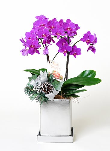 ミディ胡蝶蘭 紫 2本立ち クローム鉢 クリスマス仕様