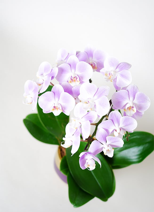 胡蝶蘭 複数本 紫と白の花四種写真8鉢五分