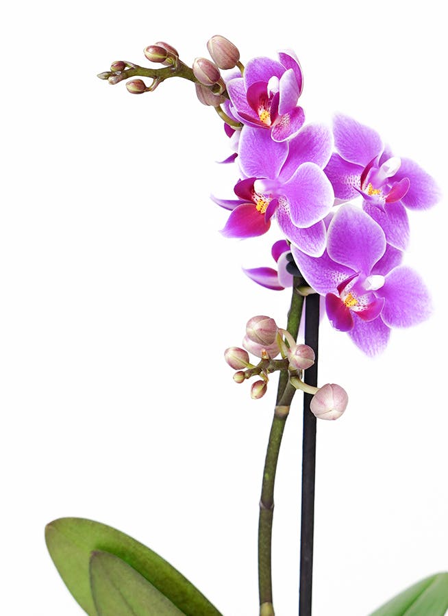 ミニ胡蝶蘭 ピンク 1本立ち シャルネ鉢 | 胡蝶蘭ならHitoHana(ひとはな)