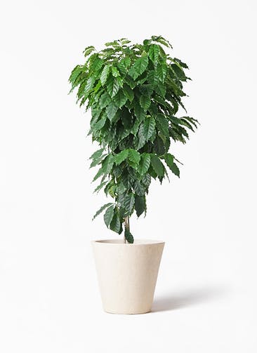 コーヒーの木 観葉植物通販hitohana ひとはな コーヒーの木 観葉植物通販hitohana ひとはな