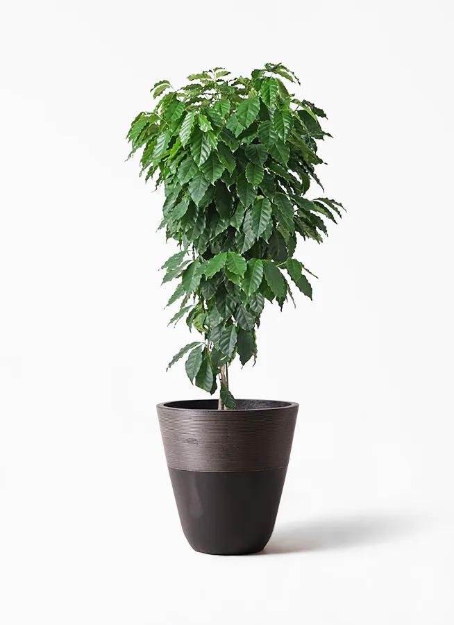 観葉植物 コーヒーの木 10号 ジュピター 黒 付き 観葉植物ならhitohana ひとはな