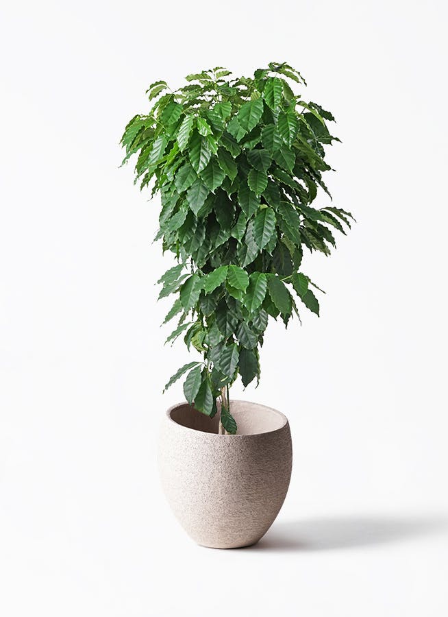 コーヒーの木 10号 | 観葉植物 | 送料無料でお届け - Hitohana（ひとはな）
