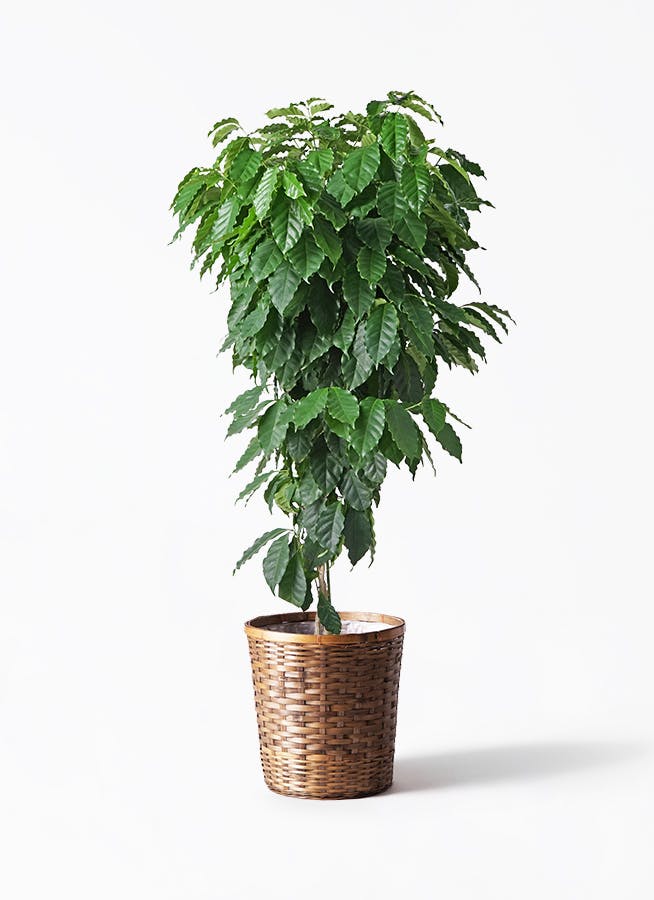 コーヒーの木 10号 | 観葉植物 | 送料無料でお届け - Hitohana