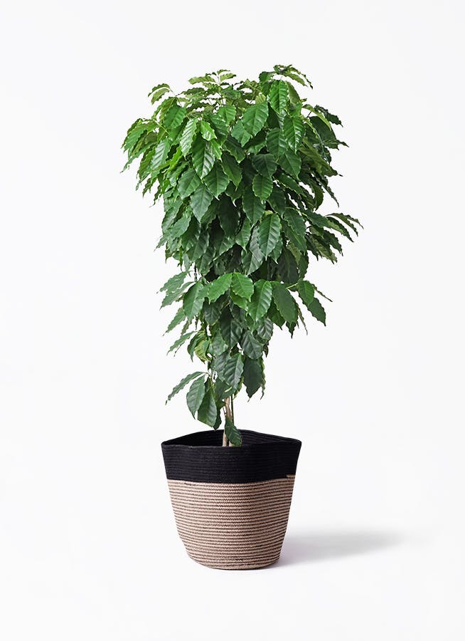 観葉植物 ユーカリ 10号 グニー リブバスケットNatural and Black 付き