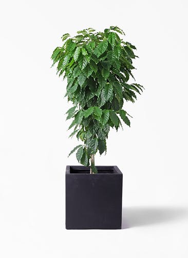 観葉植物 コーヒーの木 10号 ベータ キューブプランター 黒 付き