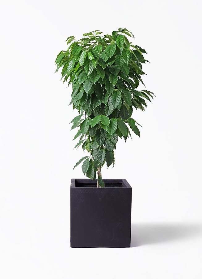 観葉植物 ストレリチア レギネ ストレリチア・レギネ S | 観葉植物の通販 AND PLANTS (アンド