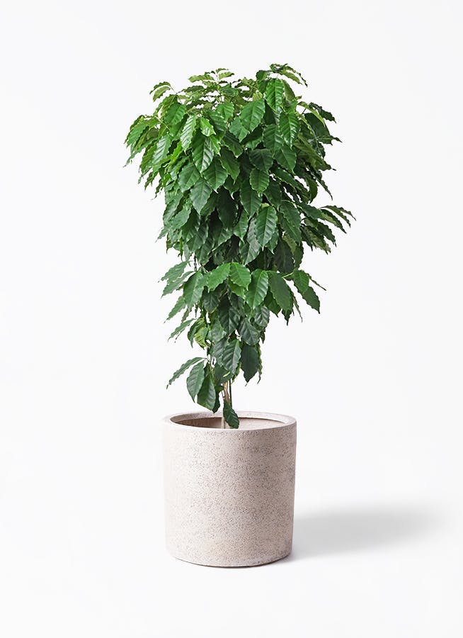ダイナミックなコーヒーの木 10号　140センチ　実付き コーヒーの木 10号 | 観葉植物 | 送料無料でお届け - Hitohana（ひとはな）