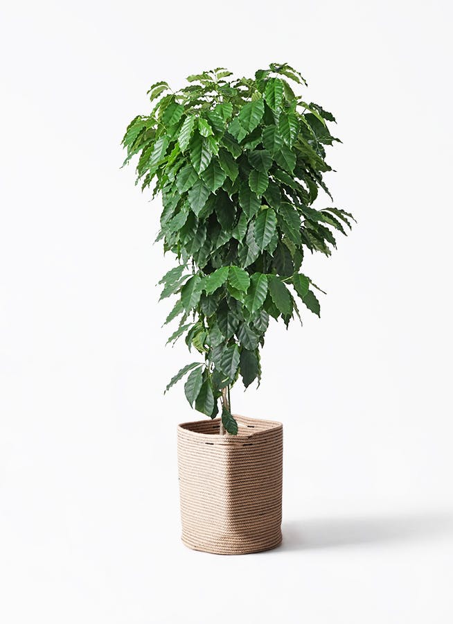 観葉植物 ユーカリ 10号 グニー リブバスケットNatural 付き | 観葉