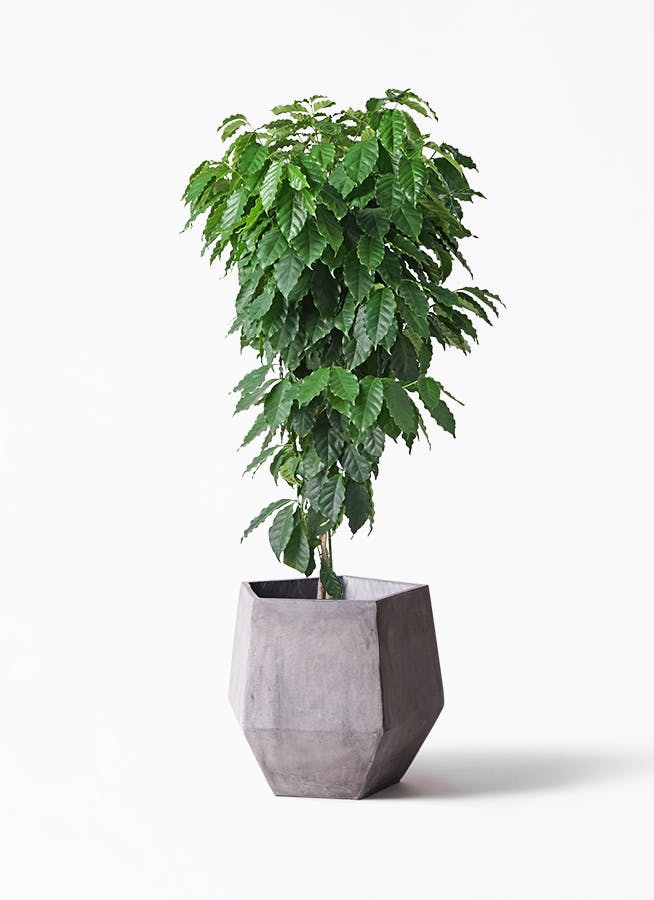 観葉植物 コーヒーの木 10号 ファイバークレイgray 付き 観葉植物ならhitohana ひとはな