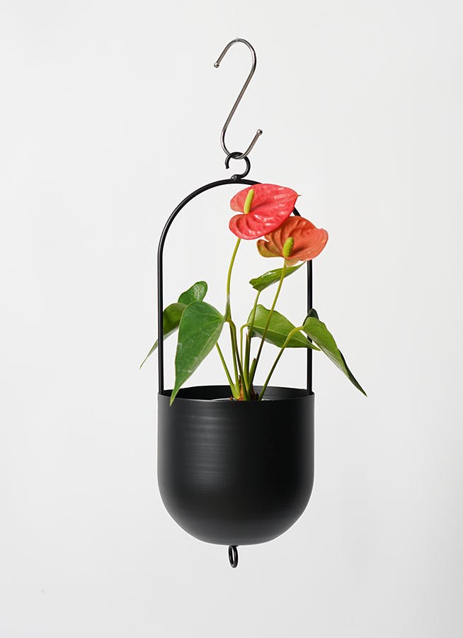 観葉植物 アンスリウム 3号 レッド ファンヌ ハンギング M K 付き