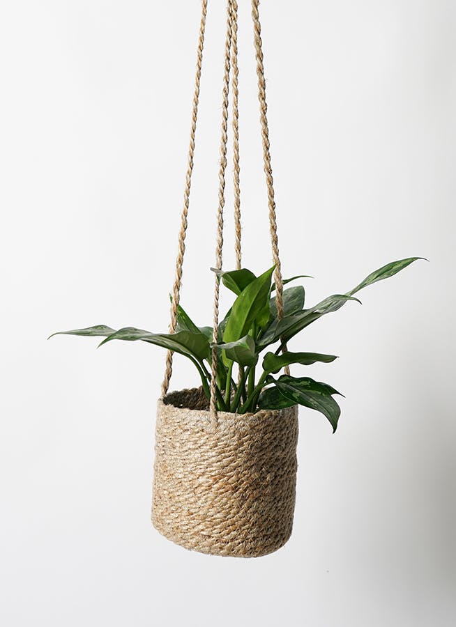 観葉植物 アグラオネマ 4号 ジュート バスケットハンギング FB