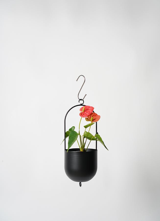 アンスリウム　3点セット 観葉植物 アンスリウム 3号 レッド ファンヌ ハンギング M K 付き