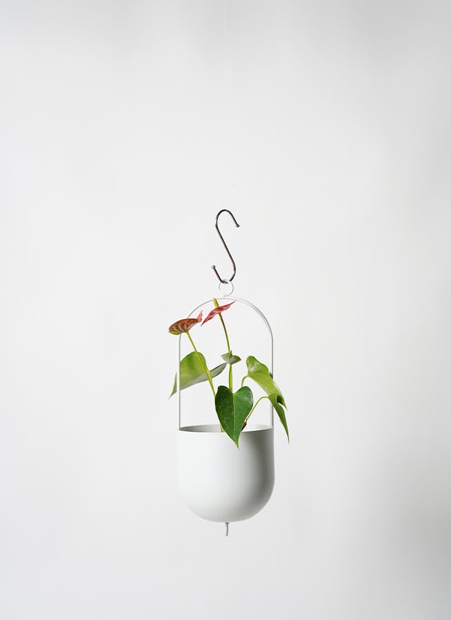 観葉植物 アンスリウム 3号 レッド ファンヌ ハンギング M W 付き