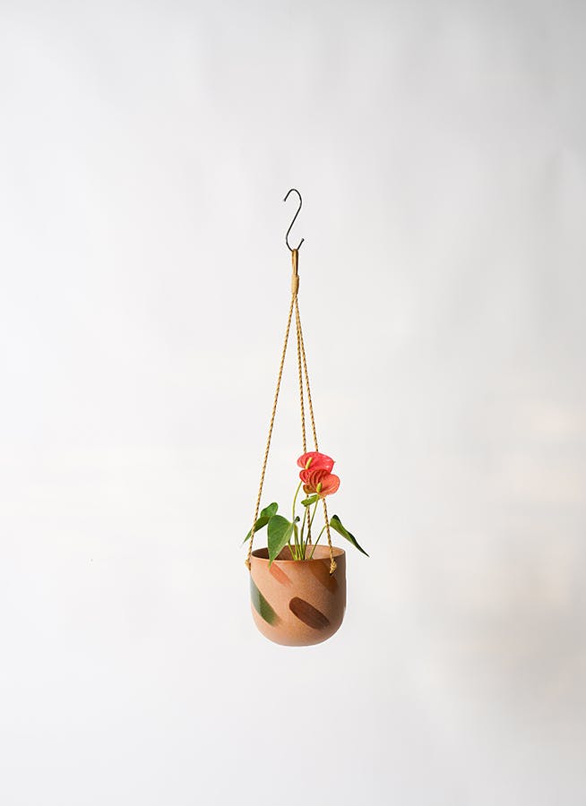 観葉植物 アンスリウム 3号 レッド カーリン ハンギング 15 Y 付き