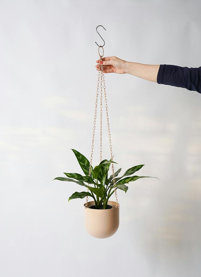 観葉植物 アグラオネマ 4号 ファンヌ ハンギング CP 付き | 観葉植物