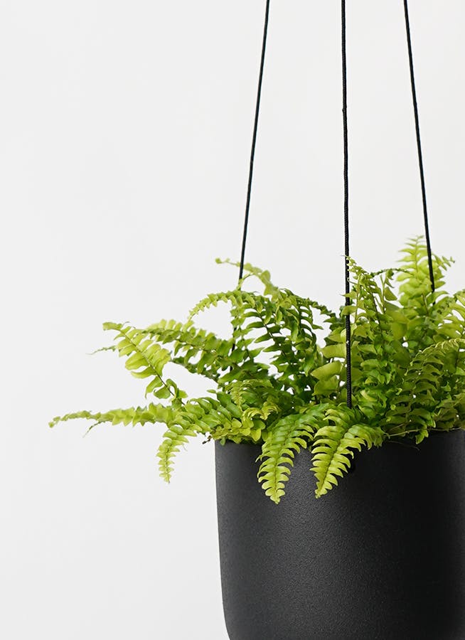 観葉植物 ネフロレピス 3号 アスタハンギング 11 K 付き | 観葉植物