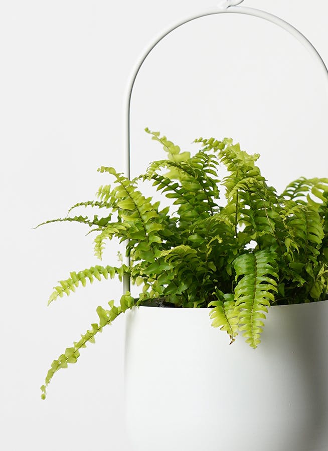 観葉植物 ネフロレピス 3号 ファンヌ ハンギング M W 付き | 観葉植物