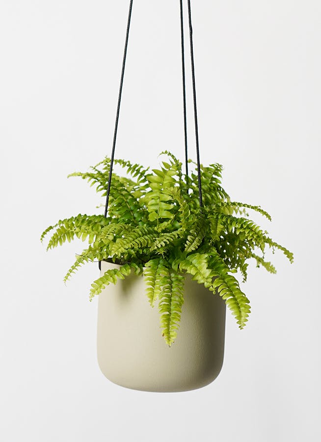 観葉植物 ネフロレピス 3号 アスタハンギング 11 W 付き | 観葉植物