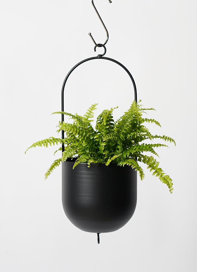 観葉植物 ネフロレピス 3号 ファンヌ ハンギング M K 付き | 観葉植物