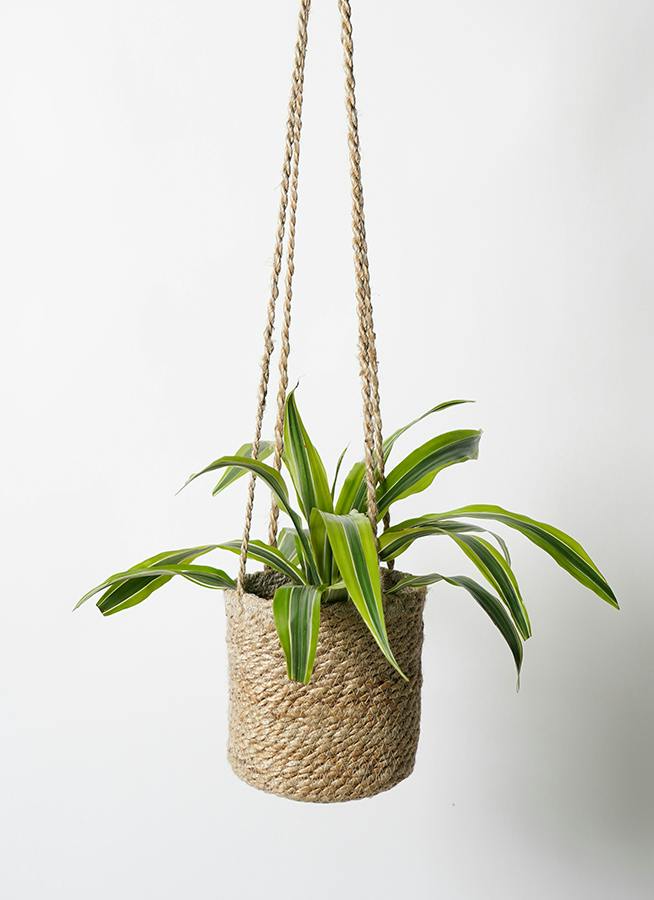 ドラセナ 4号 | 観葉植物の通販ならHitoHana（ひとはな）