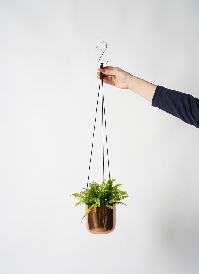 観葉植物 ネフロレピス 3号 ラーケルハンギング 11 コッパー 付き